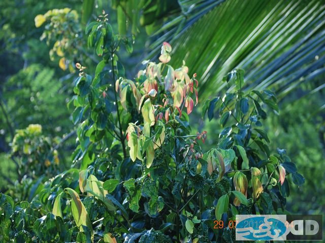 our-plantations_00013.jpg